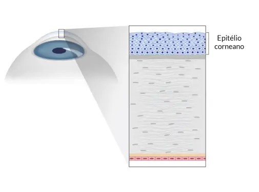 Epitélio corneano